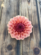 Levi's Blue Smoke dahlia, single pink dahlia flower with layered petals and a darker burgundy center