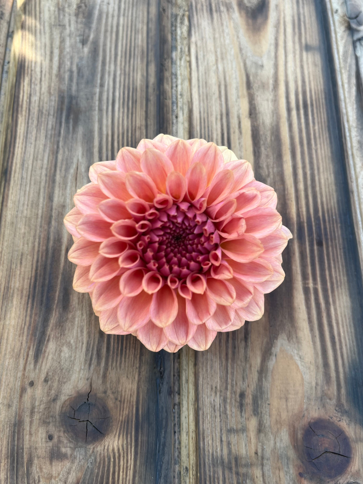 Levi's Blue Smoke dahlia, single pink dahlia flower with layered petals and a darker burgundy center