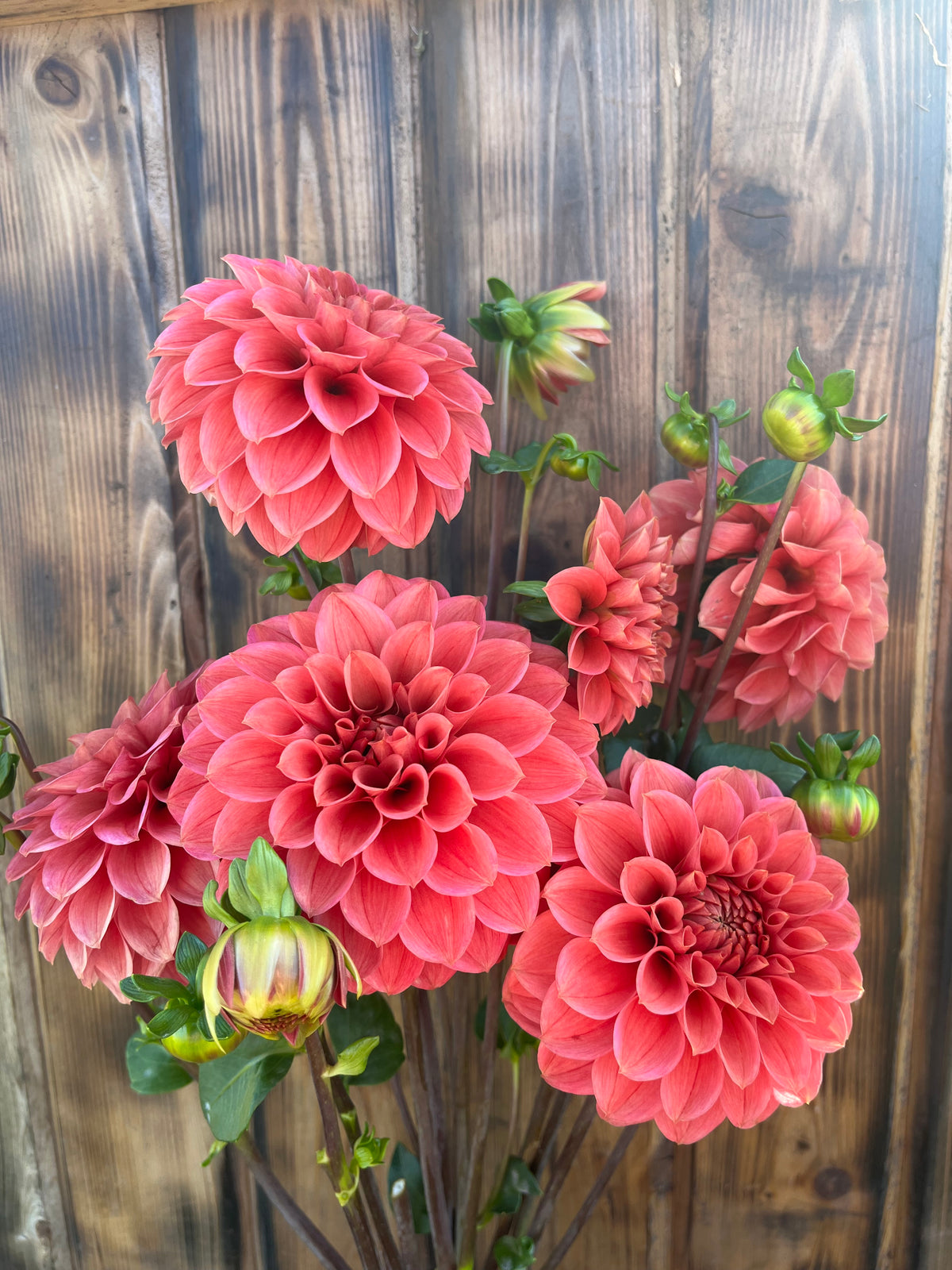 Levi's Melon dahlia, bouquet of vibrant pinkish-red dahlia flowers with green buds and leaves