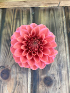 Levi's Melon dahlia, single blooming pink dahlia flower photographed from above on a rustic wooden plank surface