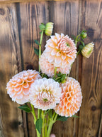 Lee's Kewpie dahlia, orange and cream dahlias