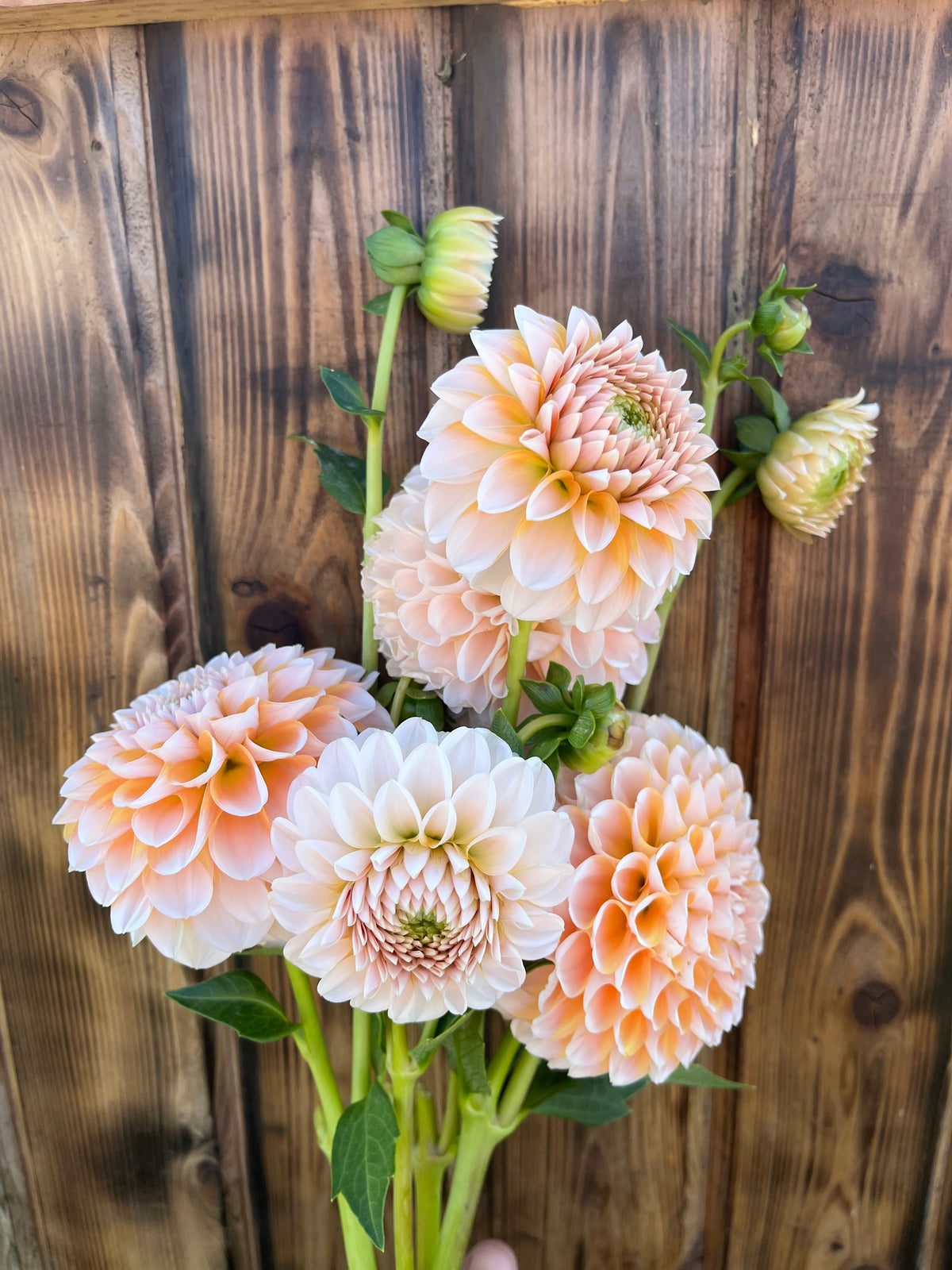 Lee's Kewpie dahlia, orange and cream dahlias