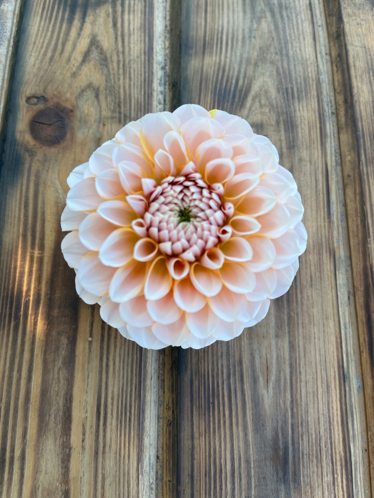 Lee's Kewpie dahlia, single orange cream dahlia