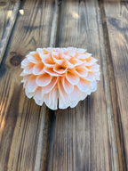 Lee's Kewpie dahlia bloom, alternate view