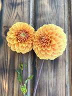 Levi's Nara dahlia, two large orange-yellow dahlia flowers with green stems and leaves