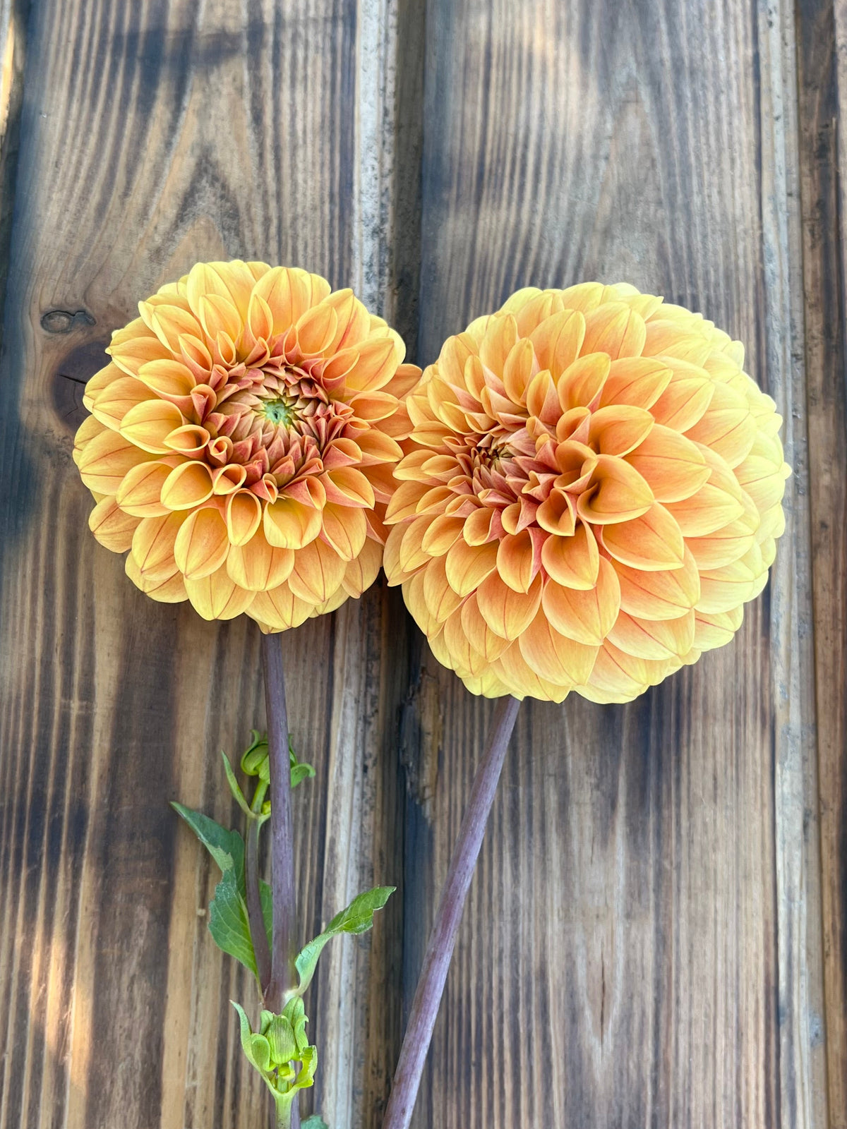 Levi's Nara dahlia, two large orange-yellow dahlia flowers with green stems and leaves