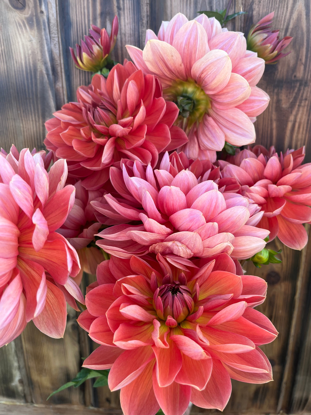 Hollyhill Daydream dahlia, close-up of several pink and coral dahlia flowers in full bloom