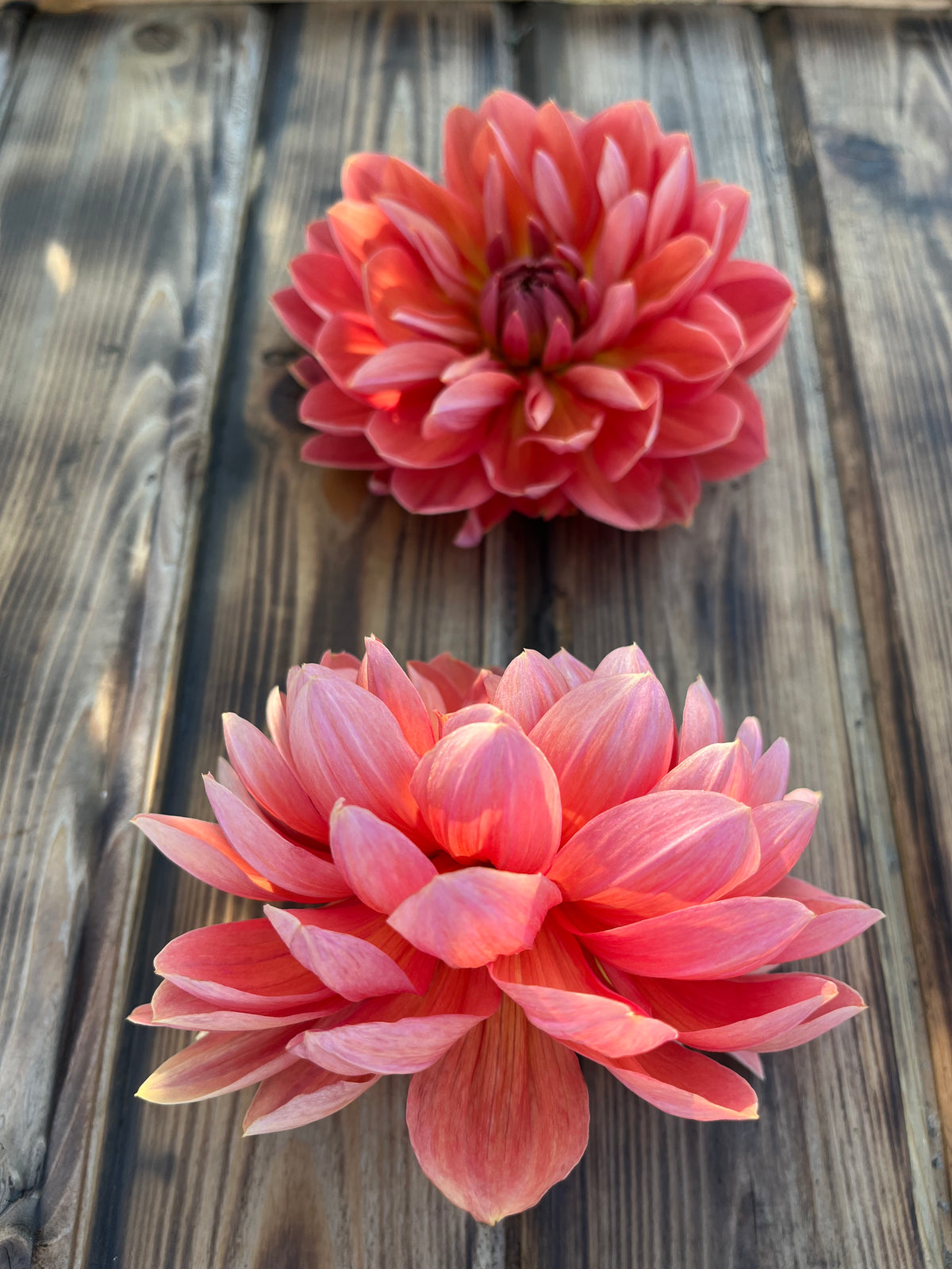Hollyhill Daydream dahlia, two vibrant pink and coral dahlia flowers arranged vertically on a rustic