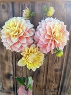 Lee's Sugaree dahlia, bouquet of dahlia flowers in soft pink, peach, and yellow tones