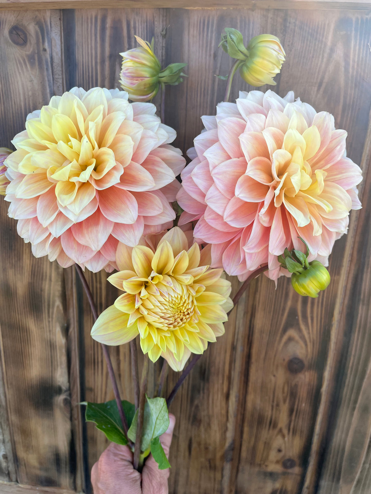 Lee's Sugaree dahlia, bouquet of dahlia flowers in soft pink, peach, and yellow tones