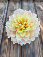 Lee's Sugaree dahlia, large dahlia flower with layered pale yellow and soft peach-pink petals