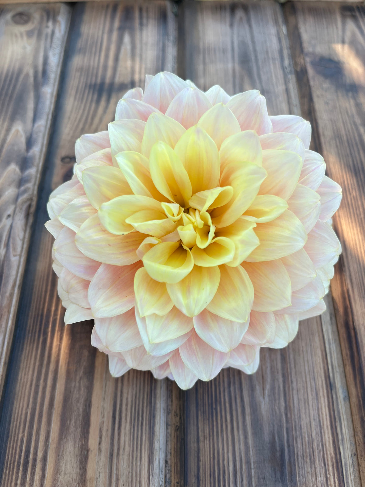 Lee's Sugaree dahlia, large dahlia flower with layered pale yellow and soft peach-pink petals