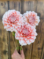 Lee's Pineberry Truffle dahlia, strawberry and cream dahlia with wood background
