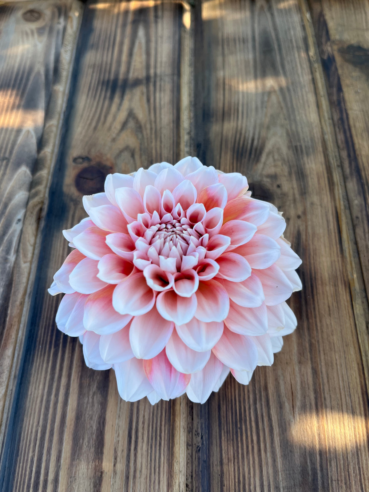 Lee's Pineberry Truffle dahlia, single pale pink dahlia flower with white edges