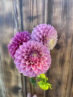 Levi's Leprechaun dahlia, three purple and lavender dahlia flowers with green stems