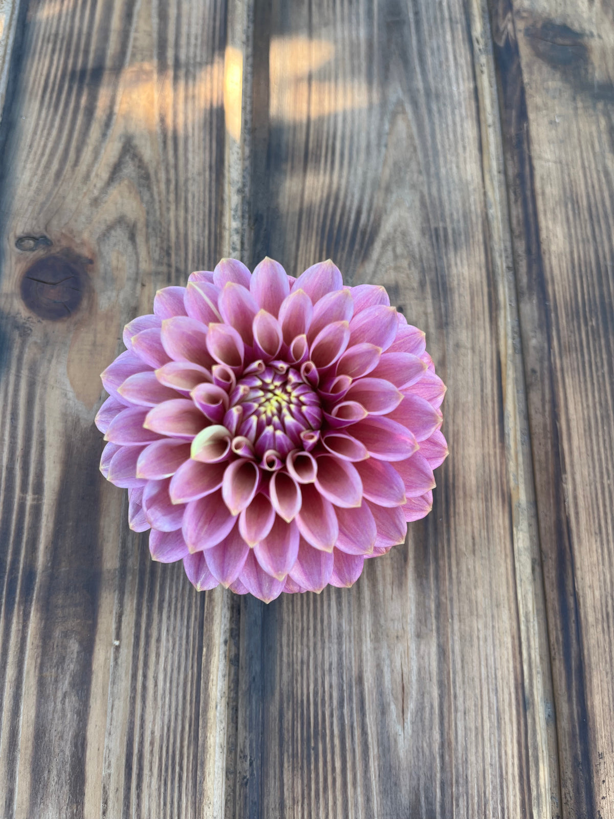 Levi's Leprechaun dahlia, single blooming dahlia flower in shades of pink and purple