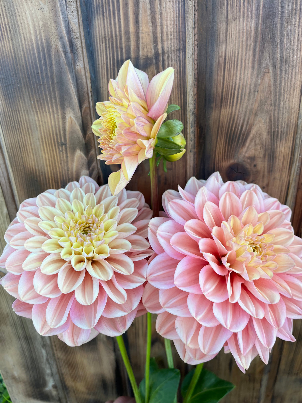 Florelie Kindness dahlia, three pink and cream dahlia flowers with green stems