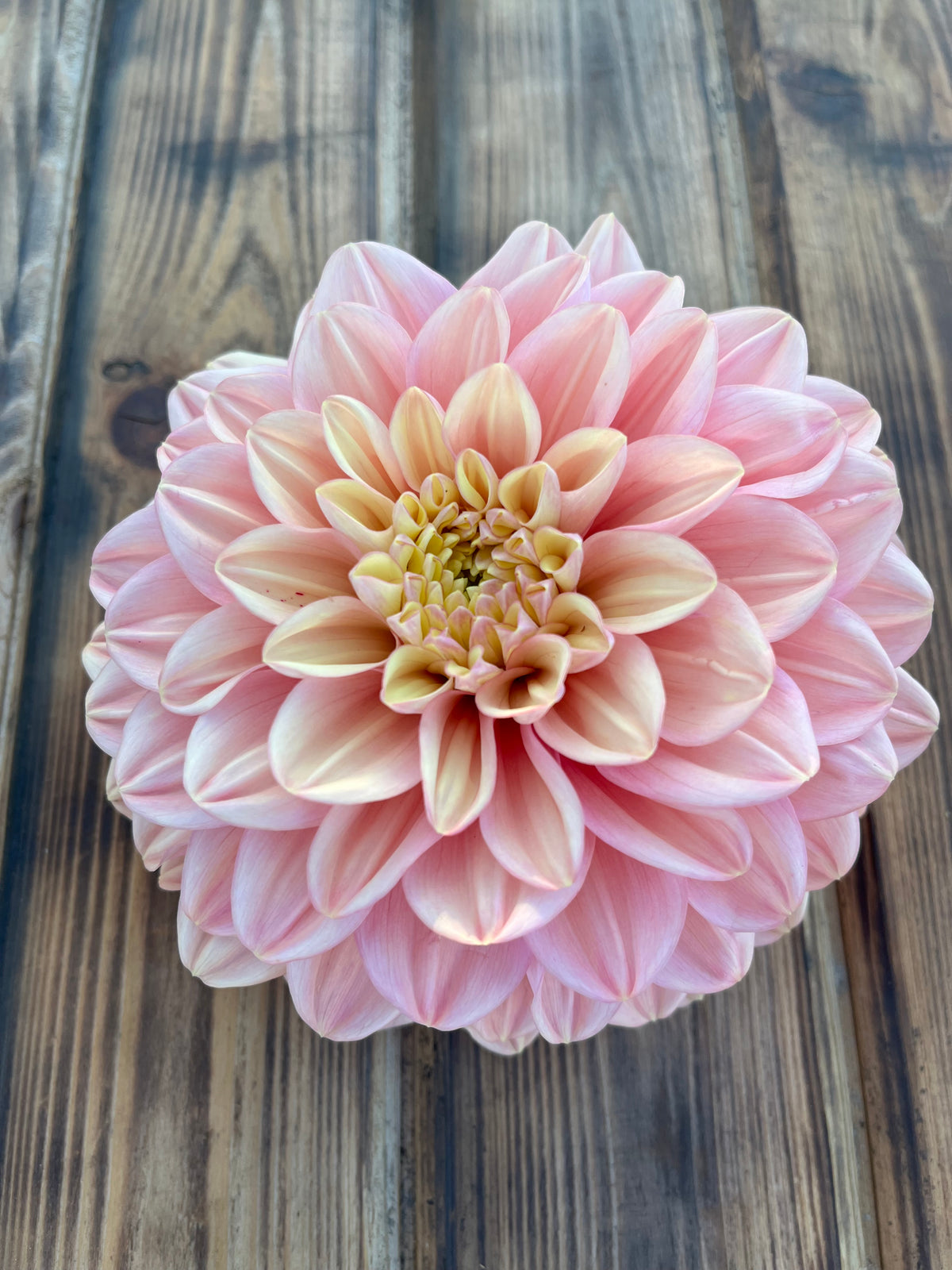 Florelie Kindness dahlia, single large pink dahlia flower with pale cream centers