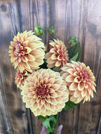 KA's™ Creme Brulee dahlia, bouquet of dahlia flowers in peach, orange, and yellow with green leaves