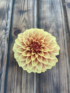 KA's™ Creme Brulee dahlia, single dahlia flower with pale yellow to peach-orange petals and a reddish-brown center