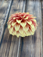 KA's™ Creme Brulee dahlia bloom, alternate view