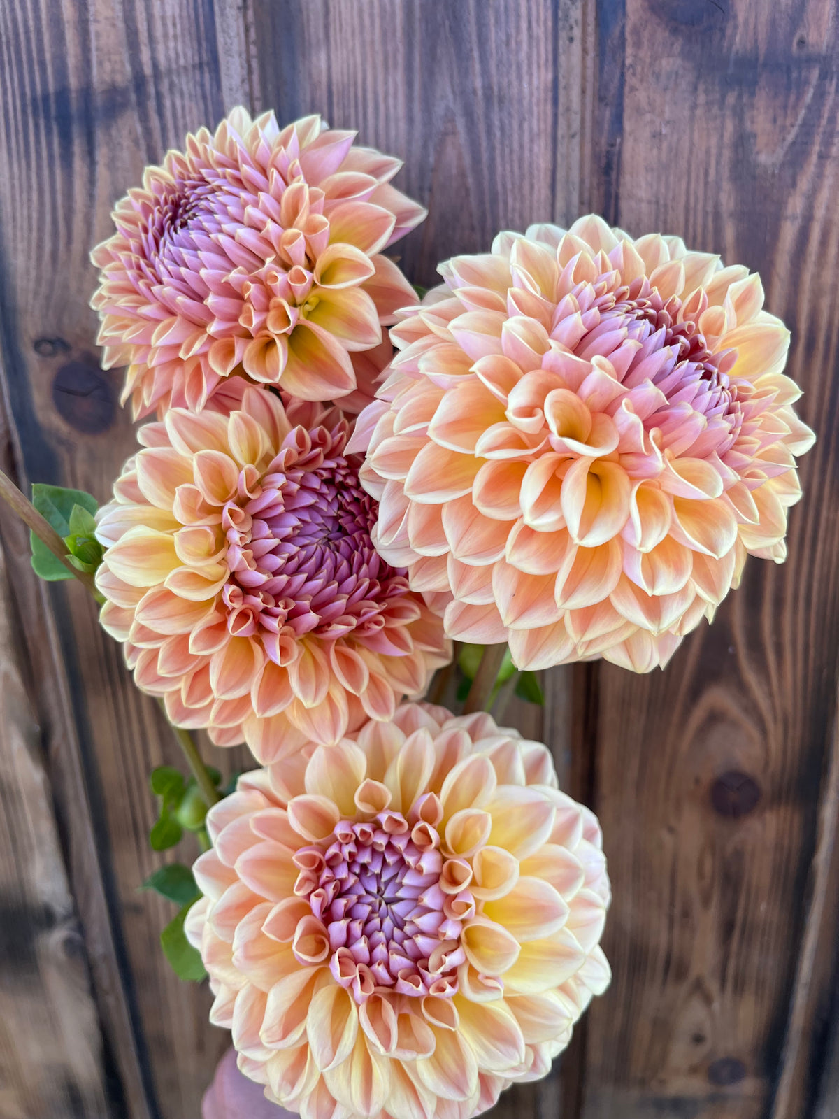 RM Summer Haze dahlia, four large dahlia flowers in peach, cream, and pinkish-purple tones
