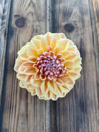 RM Summer Haze dahlia, single pale peach and cream dahlia flower with a pinkish-purple center