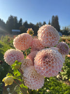 KA's™ Cinder Rose dahlia bloom, alternate view
