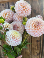 KA's™ Cinder Rose dahlia bloom, alternate view