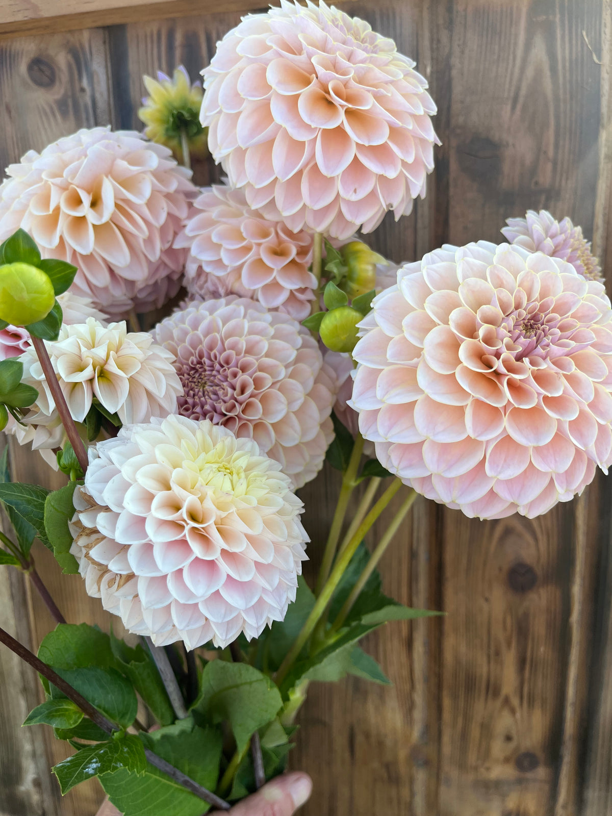 KA's™ Cinder Rose dahlia bloom, alternate view