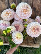 KA's™ Cinder Rose dahlia bloom, alternate view