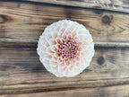 KA's™ Cinder Rose dahlia bloom, alternate view