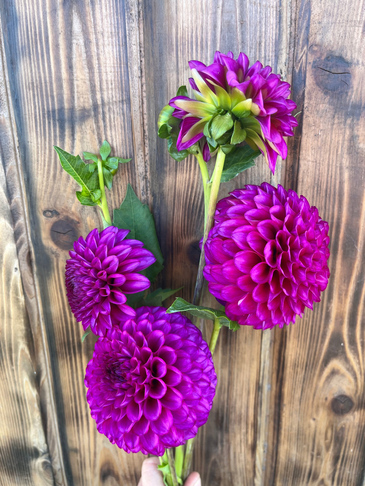 SB Becky dahlia, three vibrant purple dahlia with green stems and leaves