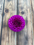 SB Becky dahlia, single vibrant purple dahlia flower photographed from above on a rustic wooden plank surface