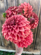 Hapet Smokey dahlia, hand holding a cluster of blooming pinkish-red dahlia flowers in front of a weathered wooden fence