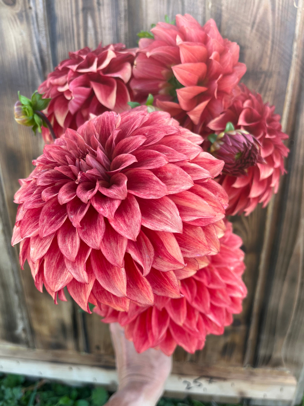 Hapet Smokey dahlia, hand holding a cluster of blooming pinkish-red dahlia flowers in front of a weathered wooden fence