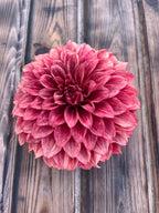 Hapet Smokey dahlia, single blooming dahlia flower with layered pink and burgundy petals