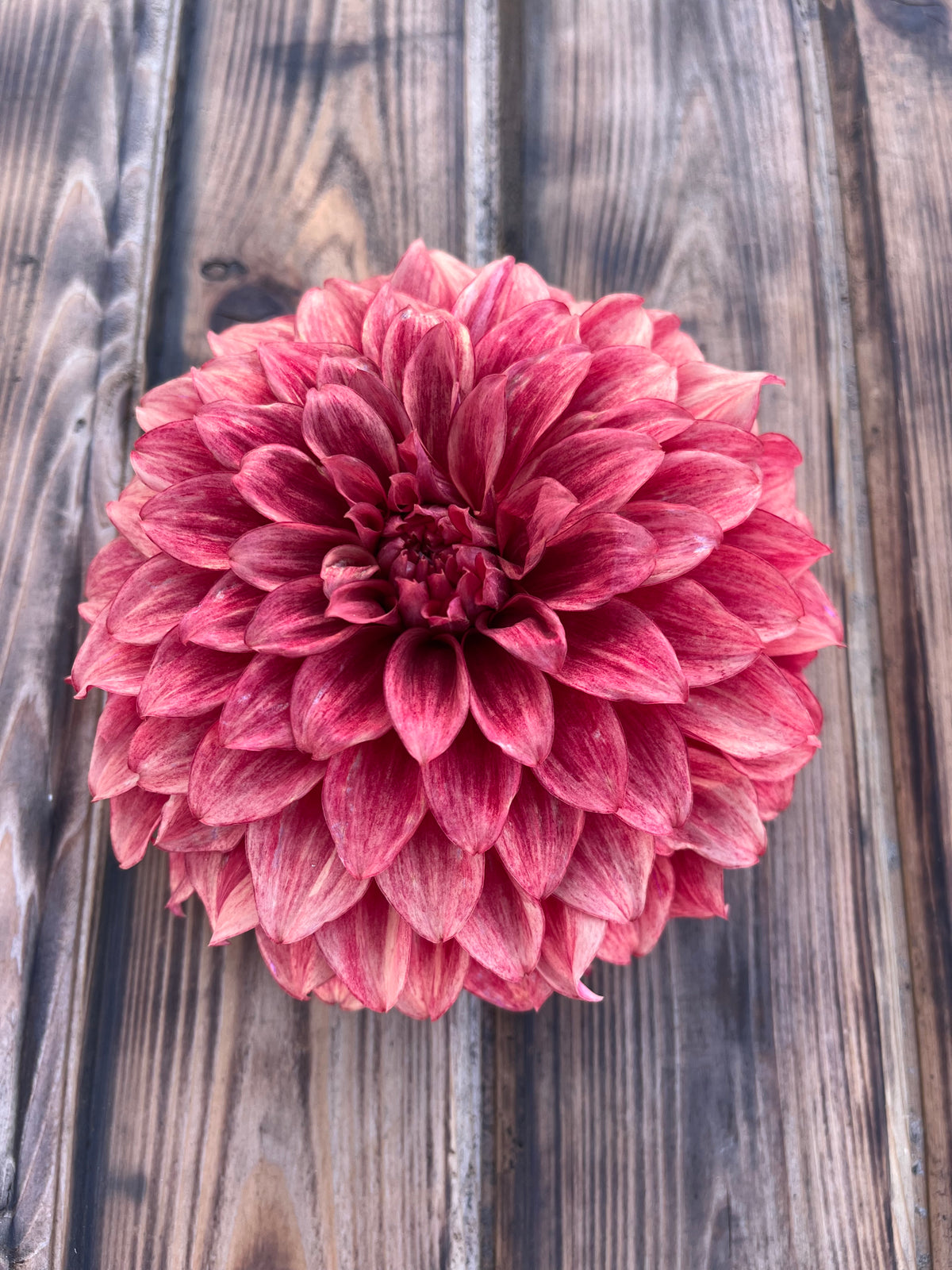 Hapet Smokey dahlia, single blooming dahlia flower with layered pink and burgundy petals