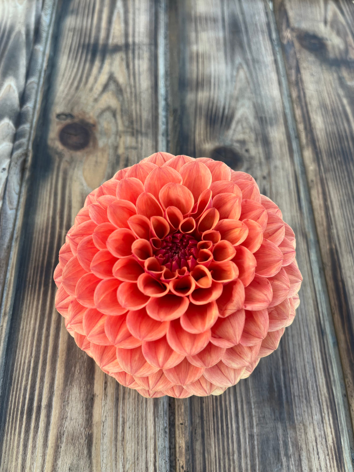 A single large coral-orange dahlia flower centered on a rustic weathered wood plank surface.