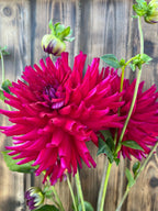 A close-up of a bright magenta-pink dahlia flower with layered ruffled petals, green stems, and buds, set against a rustic wooden plank background.