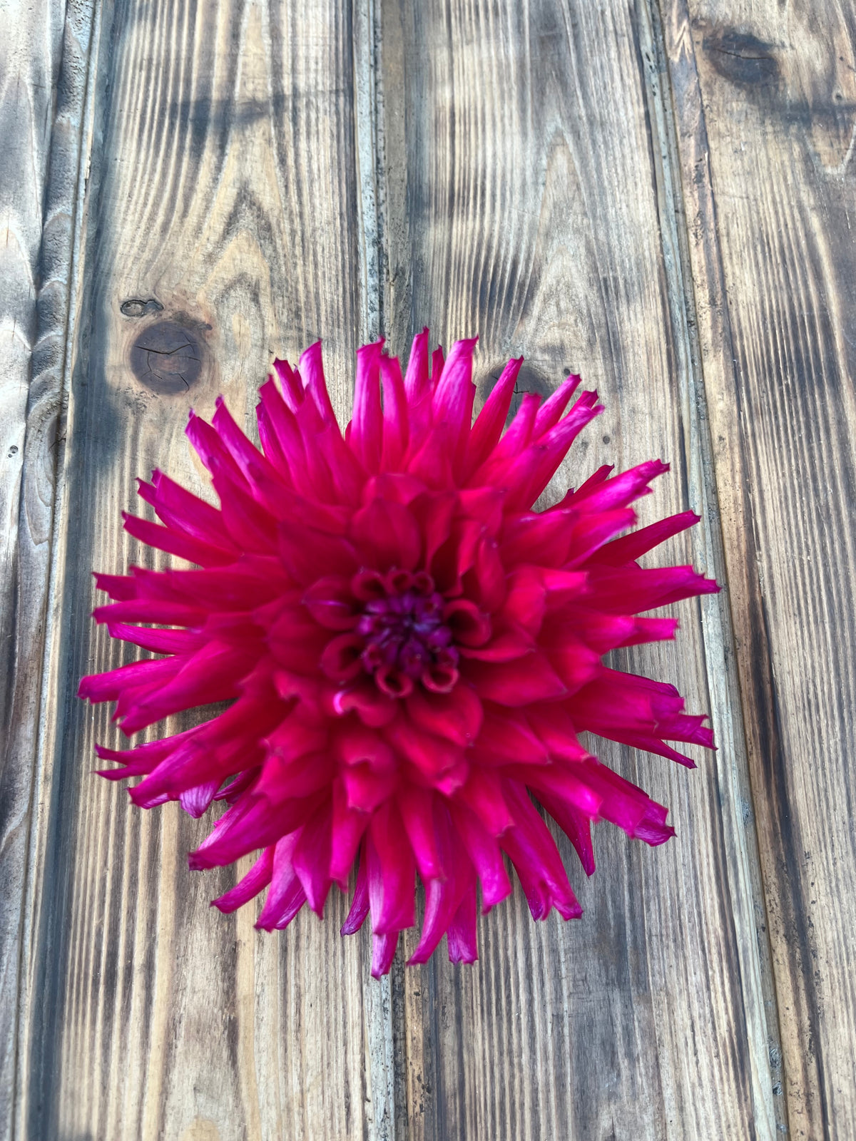 A single bright magenta-pink dahlia flower photographed from above on a rustic weathered wood plank surface.
