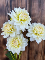 Four large white dahlia flowers with pale yellow centers and green stems, arranged against a dark brown wooden plank background.