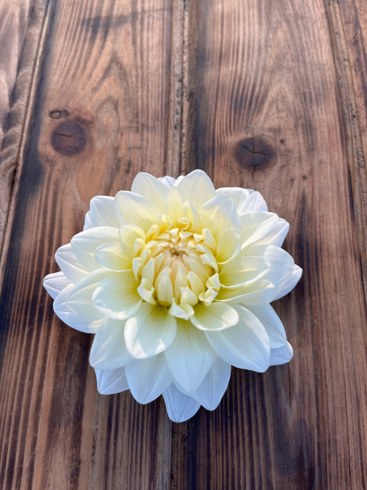 A single white dahlia flower with a pale yellow center, photographed from above on a rustic brown wooden surface.