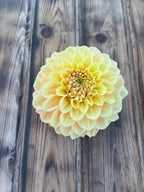 A single pale yellow dahlia flower centered on a rustic dark brown wooden plank surface.