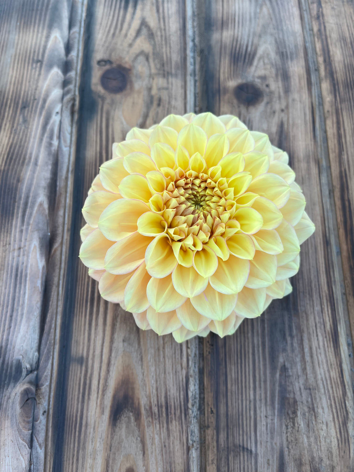A single pale yellow dahlia flower centered on a rustic dark brown wooden plank surface.