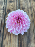 A single pink dahlia flower with white edges, photographed from above on a rustic brown wooden plank surface.