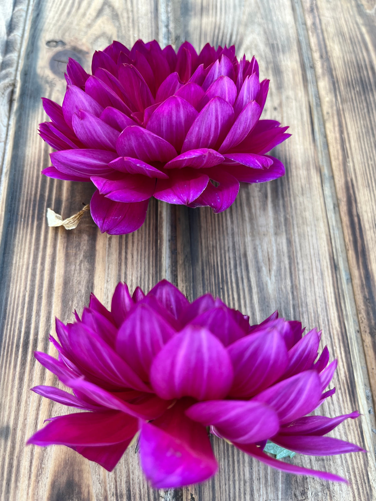 Two vibrant magenta-purple artificial dahlia flowers arranged on a rustic wooden surface.