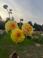 Golden Sceptor