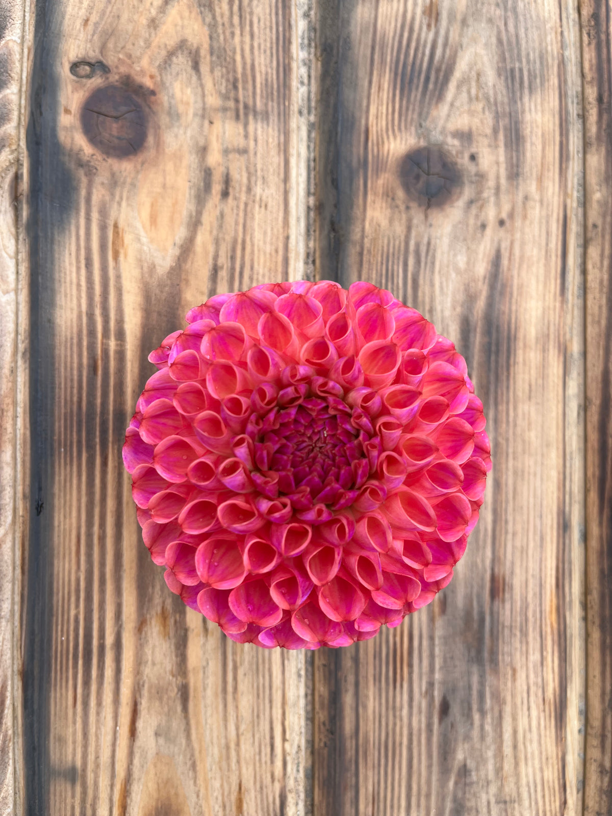 A single vibrant pink dahlia flower photographed from above on a rustic wooden plank background.