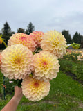 LTF Lemonade Lane dahlia bloom